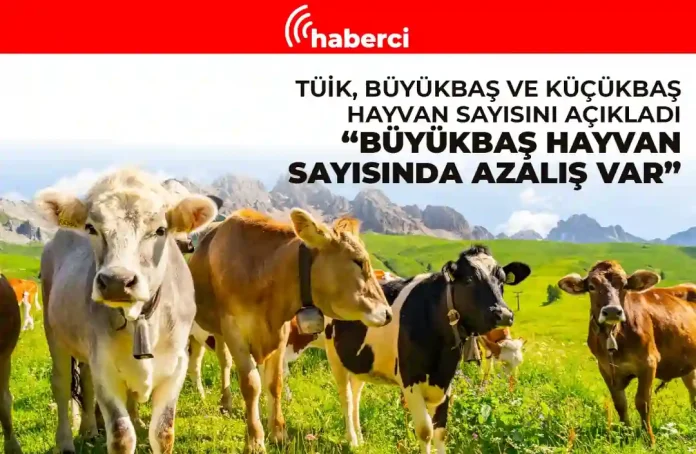 tüi̇k, büyükbaş ve küçükbaş hayvan sayisini açikladi
