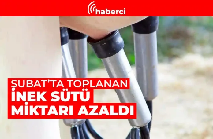 Şubat'ta toplanan inek sütü miktarı azaldı.
