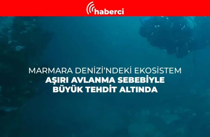 Marmara Denizi ekosistemi aşırı avlanma nedeniyle tehlikede