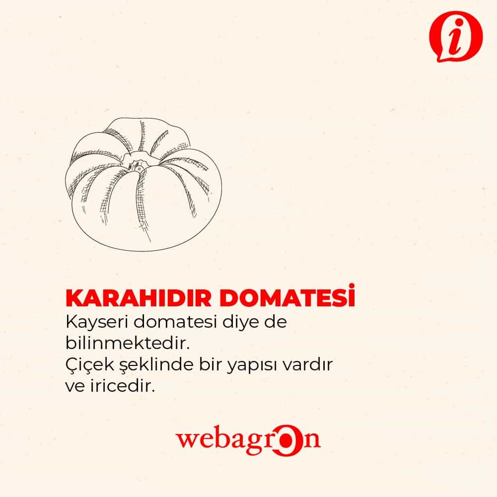 Karahıdır Domatesi