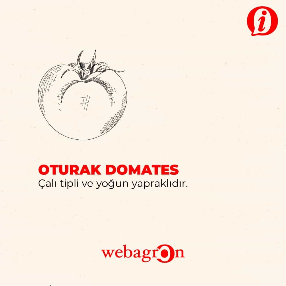 Oturak Domates