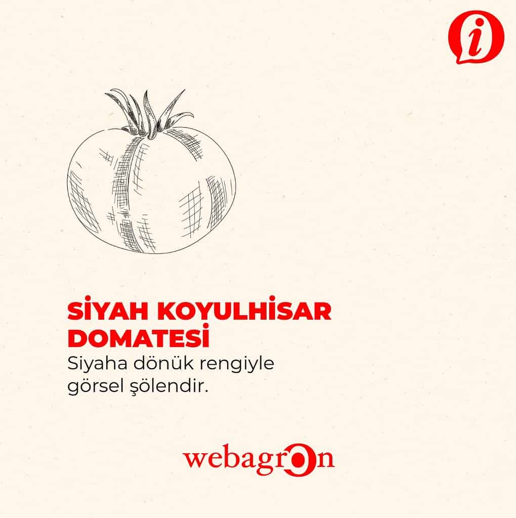 Siyah Koyulhisar Domatesi