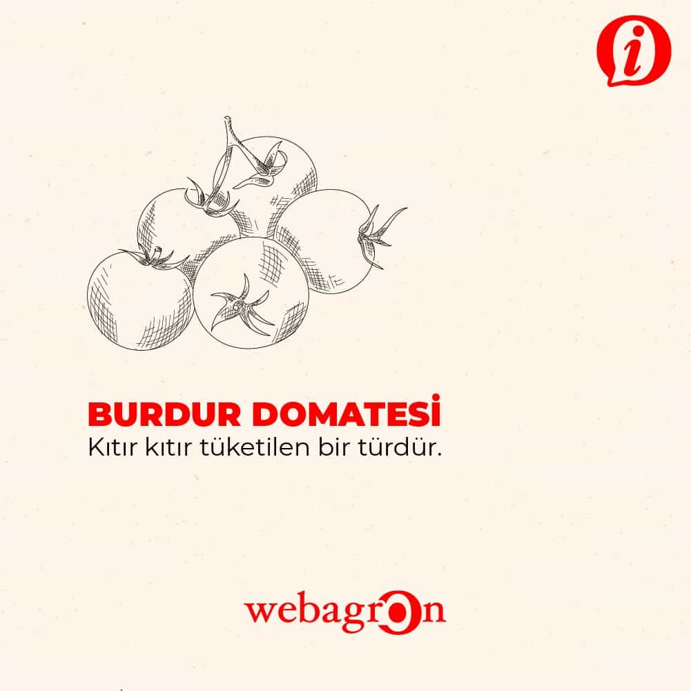 Burdur Domatesi