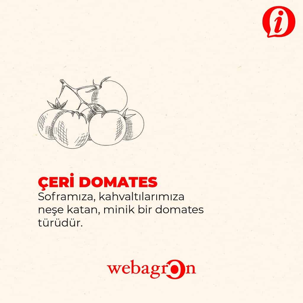 Çeri Domates