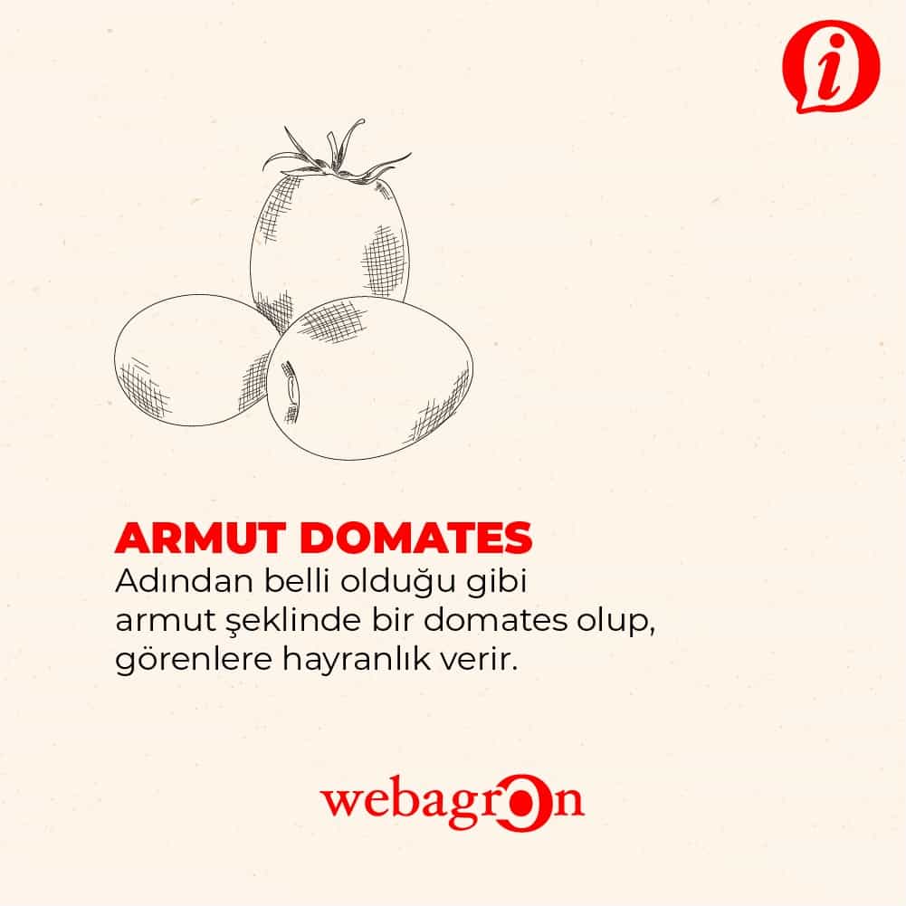 Armut Domates