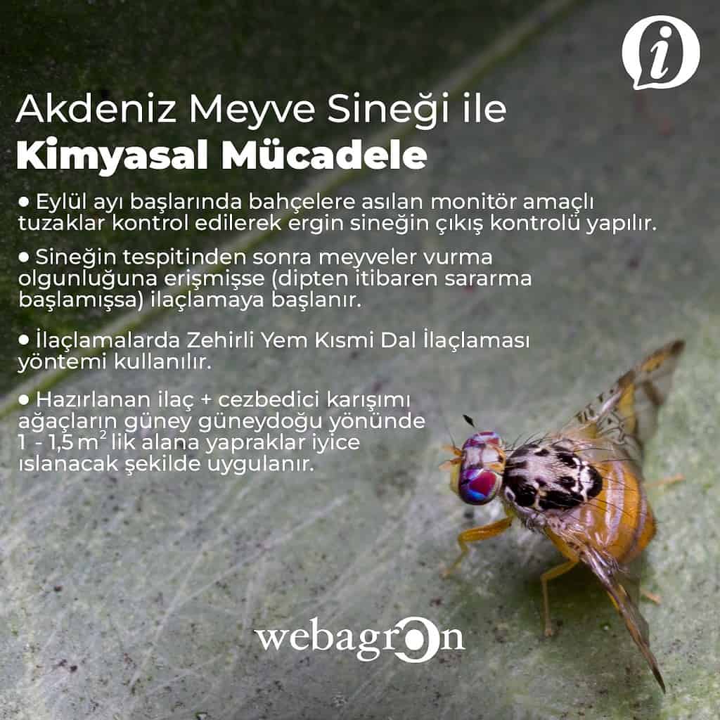 AKDENİZ MEYVE SİNEĞİ İLE NASIL MÜCADELE EDİLİR?
