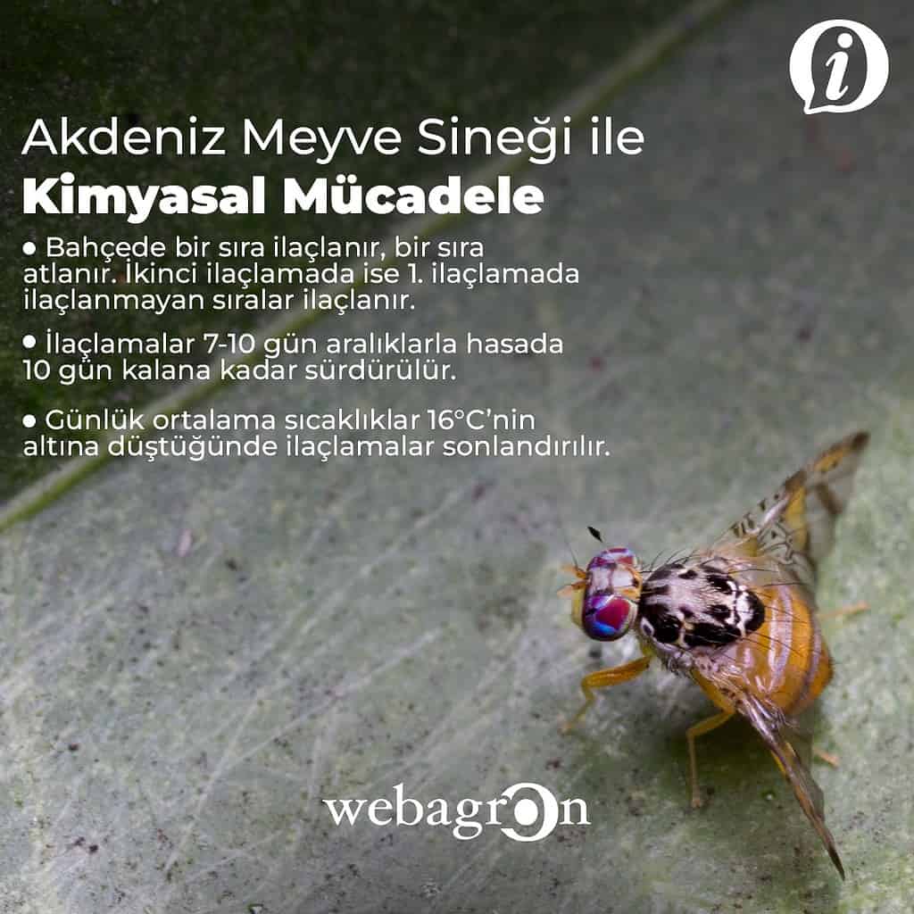 AKDENİZ MEYVE SİNEĞİ İLE NASIL MÜCADELE EDİLİR?