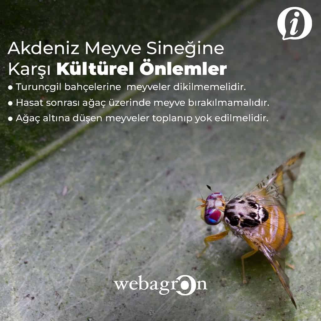 AKDENİZ MEYVE SİNEĞİ İLE NASIL MÜCADELE EDİLİR?