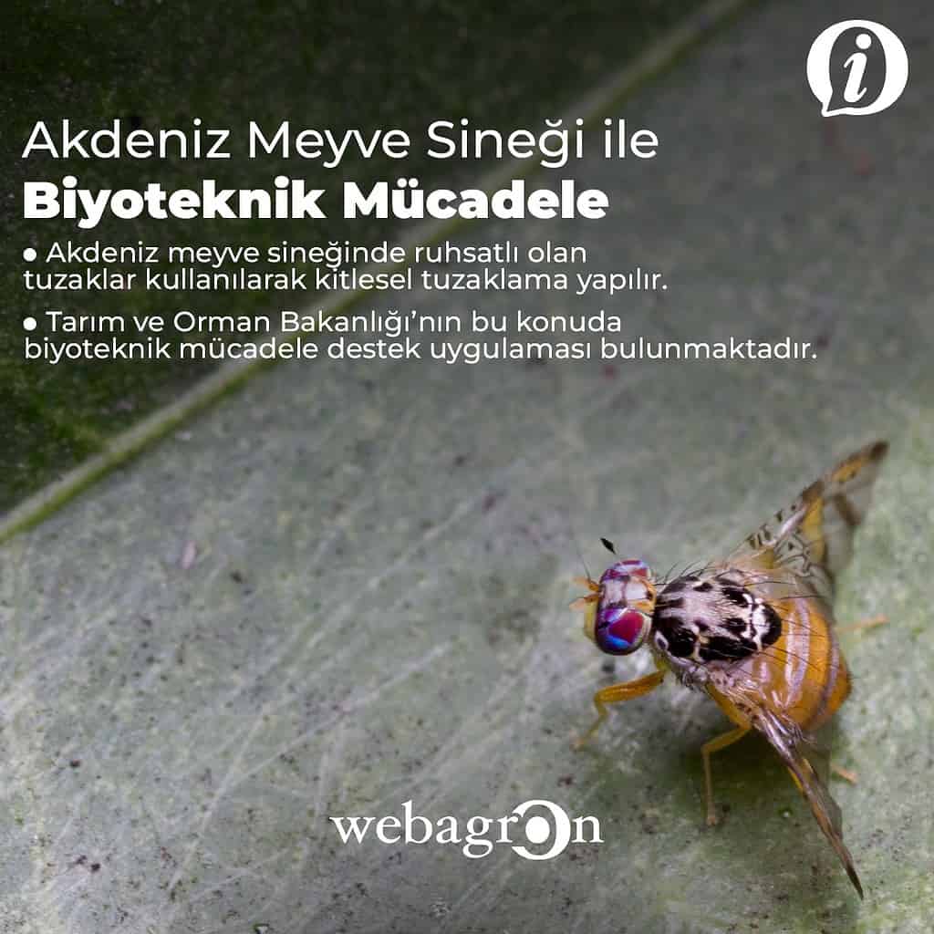 AKDENİZ MEYVE SİNEĞİ İLE NASIL MÜCADELE EDİLİR?