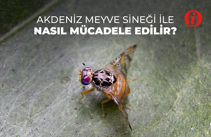 AKDENİZ MEYVE SİNEĞİ