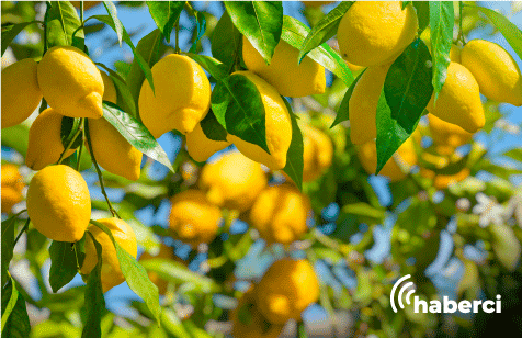 limonun başkenti mersin'de hasat yoğun başladı