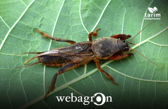 Danaburnu böceği mücadelesi ve ilaçları