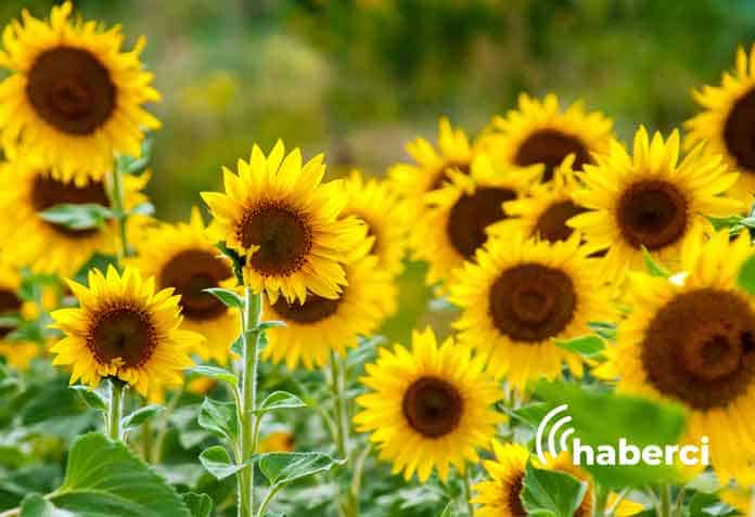 ayciceginde-rekolte-kaybi-olabilir ayçiçeğinde rekolte kaybı olabilir