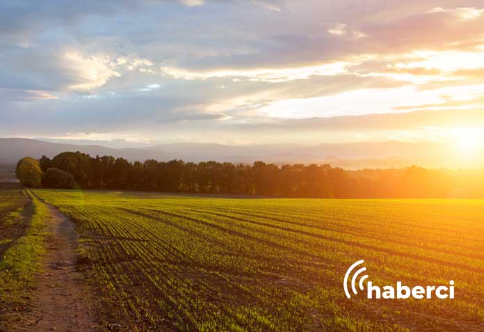 buğday filizleri çimen boyunda kaldı
