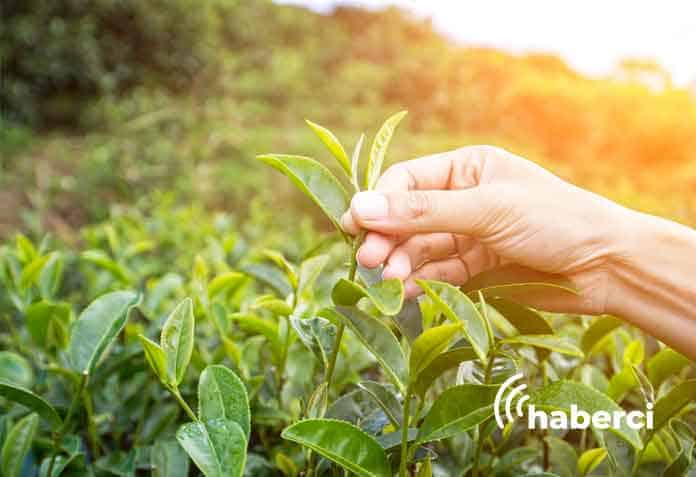 çay üreticisi en az 12 tl fiyat bekliyor