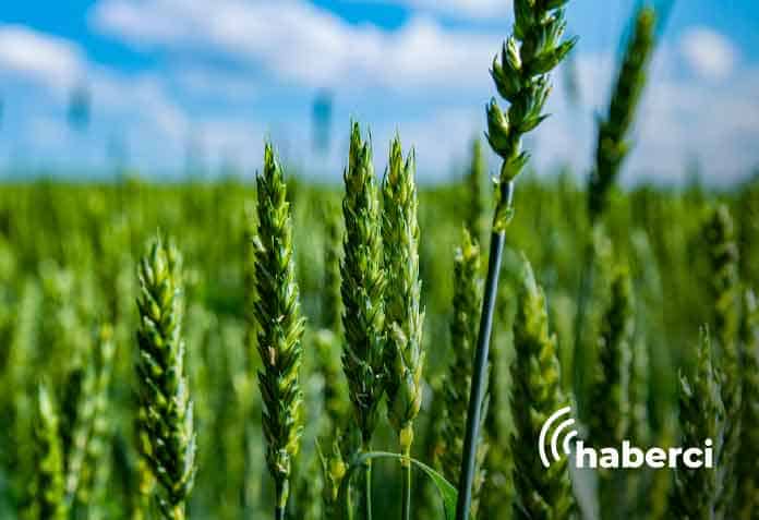 yagislar-bugday-verimine-yuzde-100-katki-saglayacak yağışlar buğday verimine yüzde 100 katkı sağlayacak