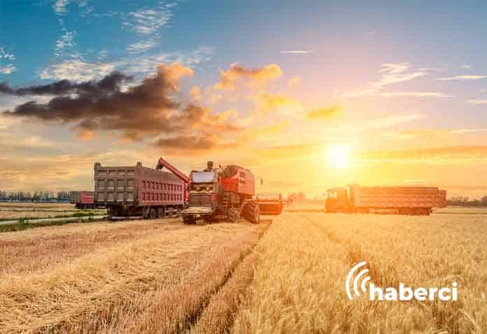 adana'da buğday hasadı başladı