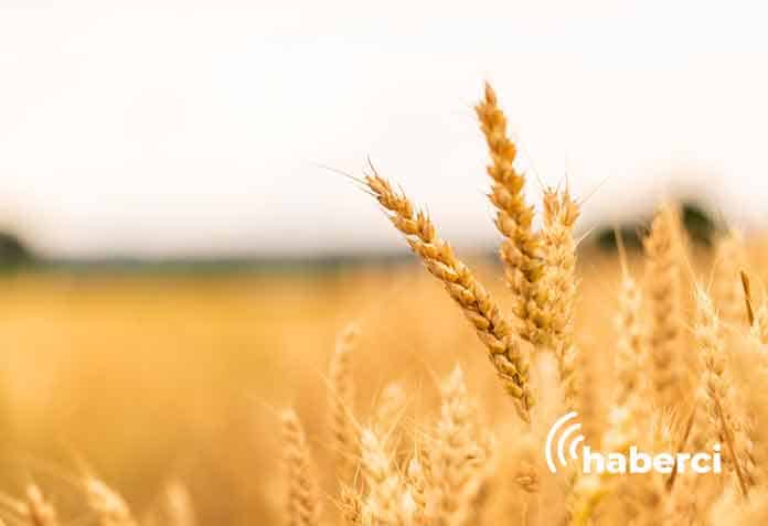buğday fiyatı ne zaman açıklanacak?