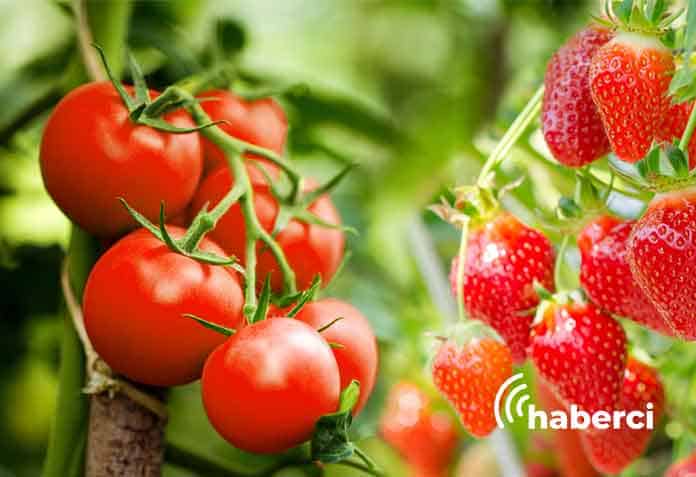 çilekten vazgeçip kurutmalık domates ektiler