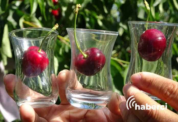 lapseki kirazına sayılı günler kaldı