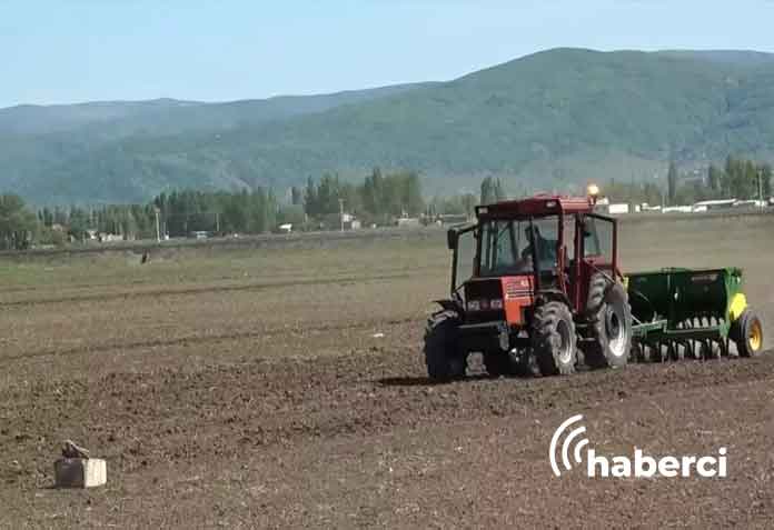 muş'ta karabuğday ekimi