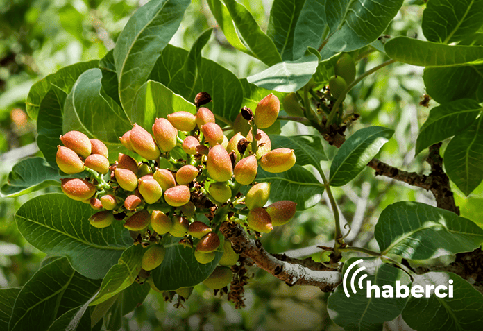 fıstık ağacı 2 yılda meyve verdi