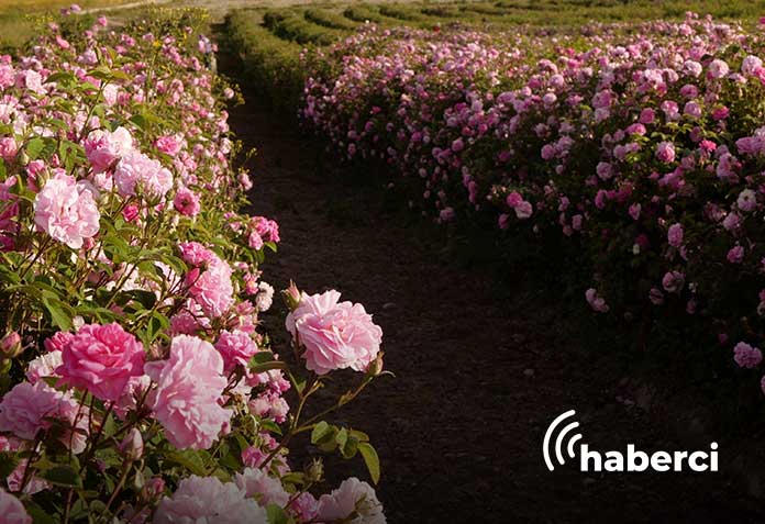 gül yağı litresi 10 bin euroya satılıyor