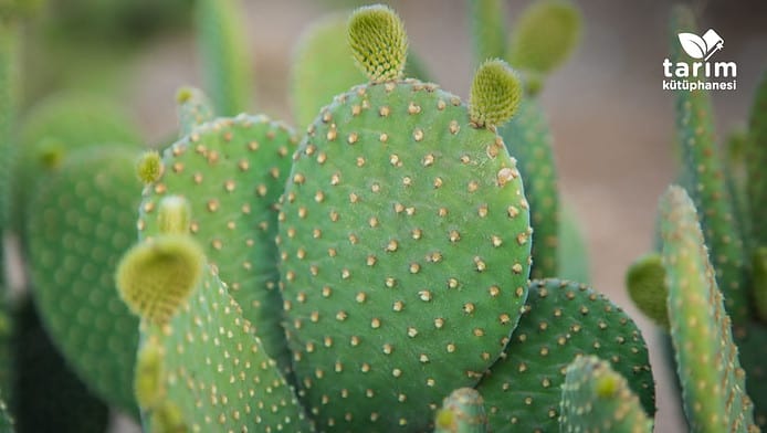 Kaktüs hastalıkları nelerdir