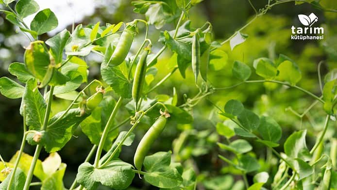 Fasulye hastalık ve zararlıları