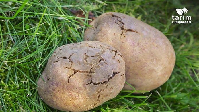 Patates hastalık ve zararlıları ile mücadele