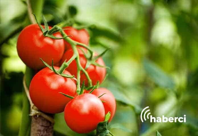 rusya domates ithalat kotasını kaldırdı
