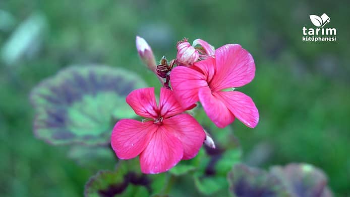 Süs bitkilerinde eşeysiz çoğalma