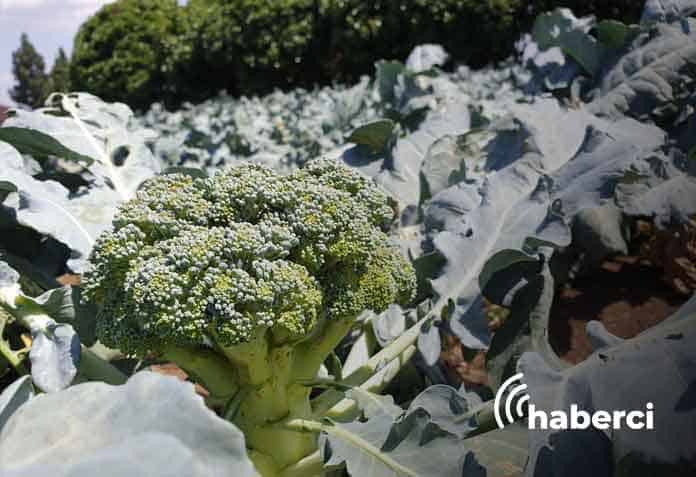 zorlu iklime rağmen brokoli yetiştirdi