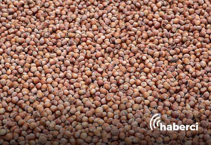 fındık hasadı bitti, sıra geldi kurutma işlemine