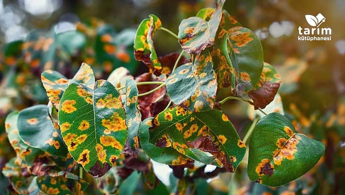zirai-hastaliklarla-entegre-mucadele Zirai hastalıklarla entegre mücadele