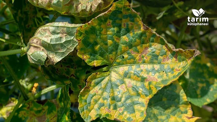 Kabakgillerde mildiyö