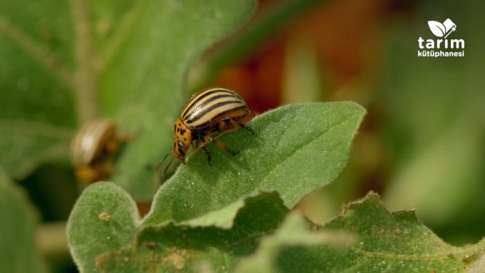 Patates böceği nedir, nasıl mücadele edilir