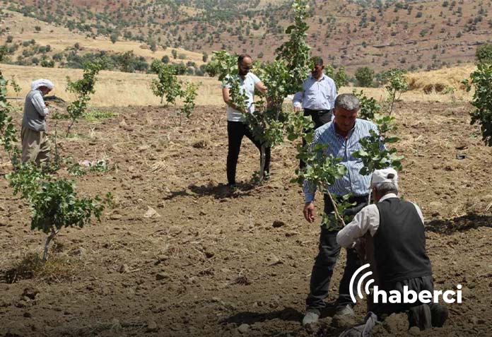 şırnak'ta köyler fıstık bahçeleriyle yeniden hayat buluyor