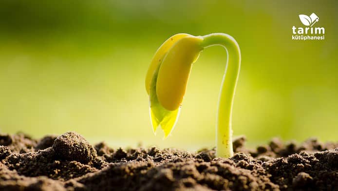 Tohum çimlenmesini etkileyen faktörler