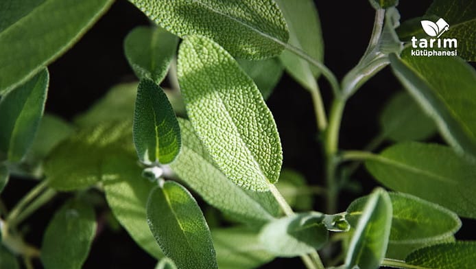 Türkiye adaçayı yetiştiriciliği