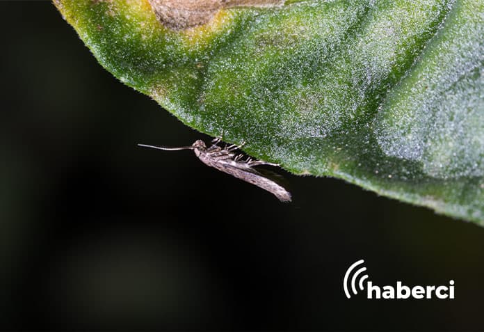 tutaya karşı doğal düşman: bracon didemie