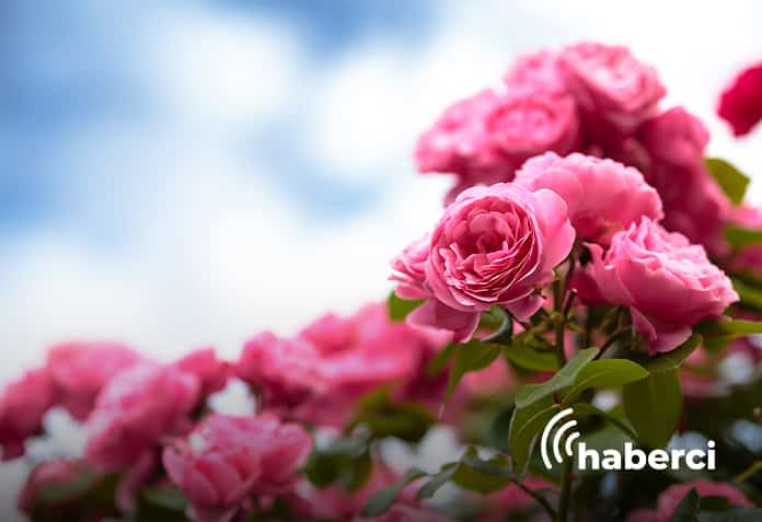 gül çiçeğinin fiyatına zam