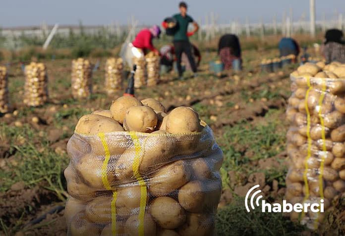 kastamonu'da 22 bin ton patates hasadı yapıldı