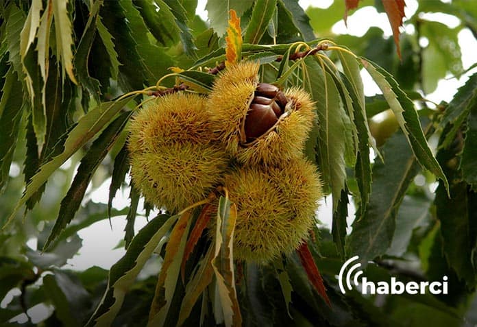 kestane bu yıl cep yakacak