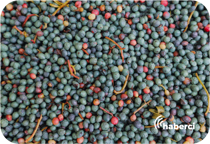 bittim-kilosu-800-tl-den-satiliyor