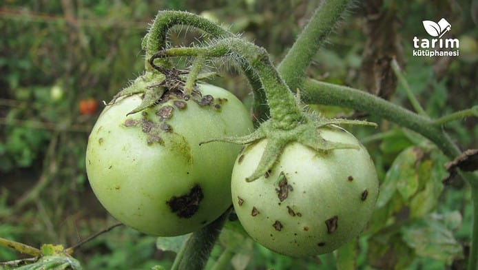 domates bakteriyel benek hastalığı
