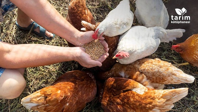 Hayvancılıkta kullanılan yem türleri