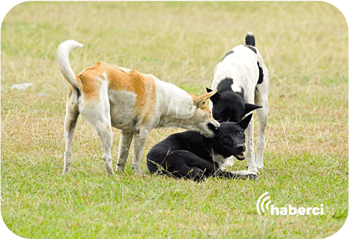 BAŞIBOŞ KÖPEKLER KÜMESTEKİ TAVUKLARI TELEF ETTİ