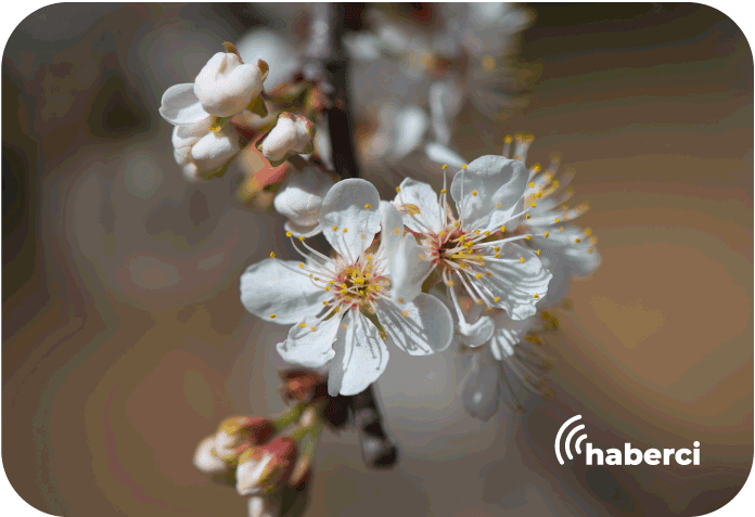 Mersin'de erik bahçeleri meyve vermeye başladı