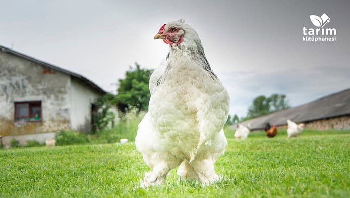 Brahma tavuk